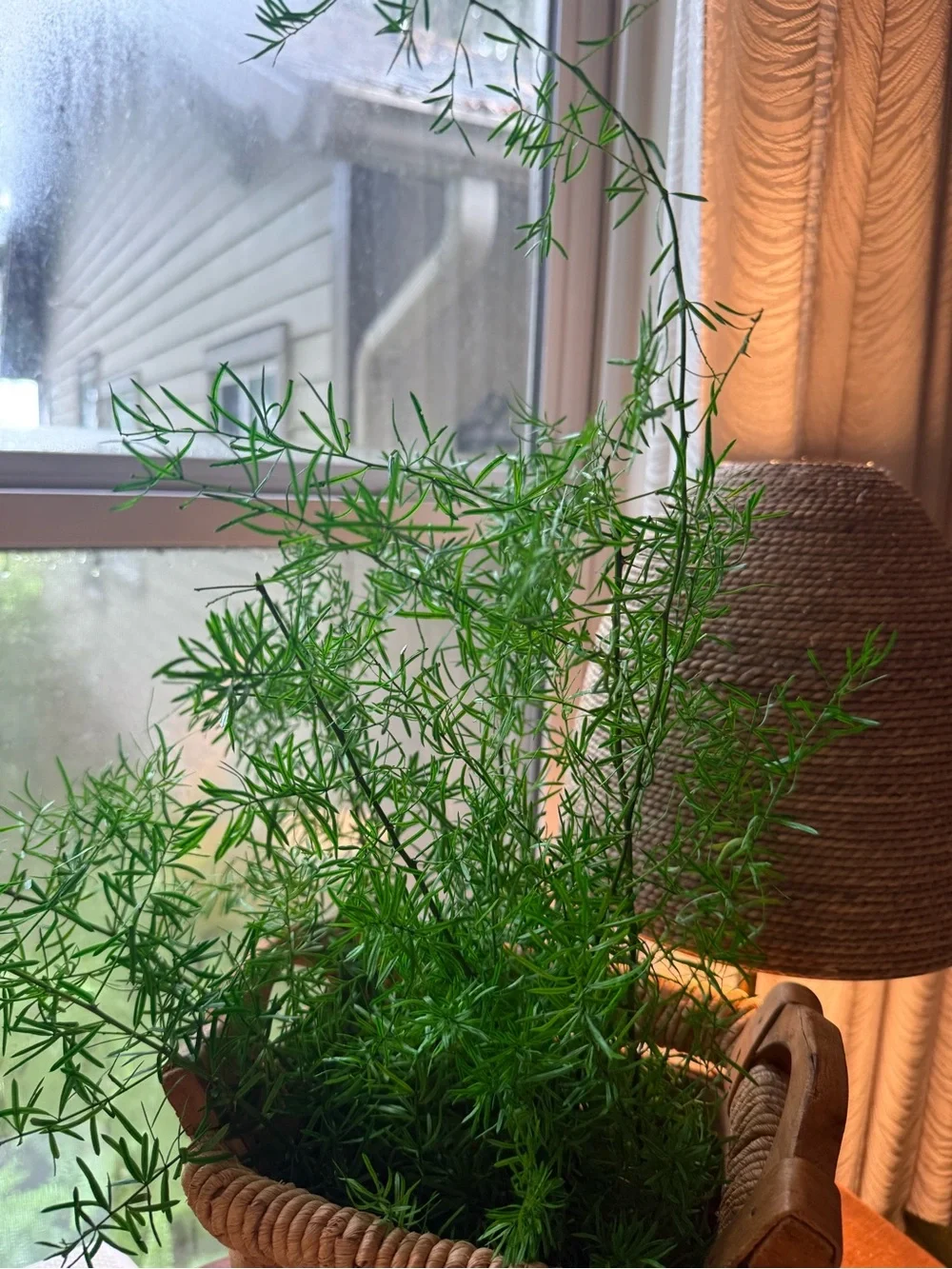 Sprengeri Asparagus Fern - Preserved Sprengeri Asparagus Fern Large Bundle
